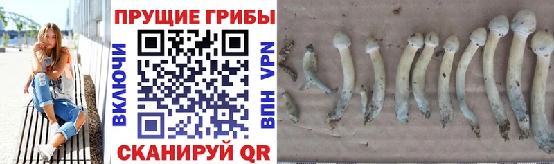 наркота  кракен как войти  Псилоцибиновые грибы мухоморы  Козельск 
